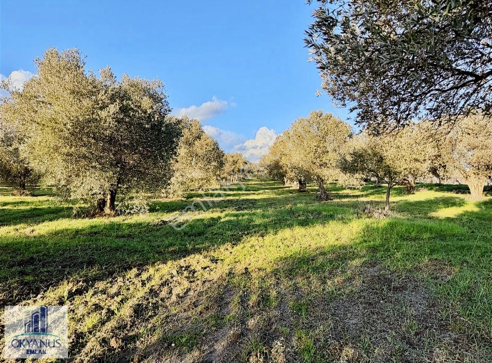 Saruhanlı Da 20.000 M2 Zeytinlik, R. Yola Sıfır , 270 Adet Ağaç - Görsel 6
