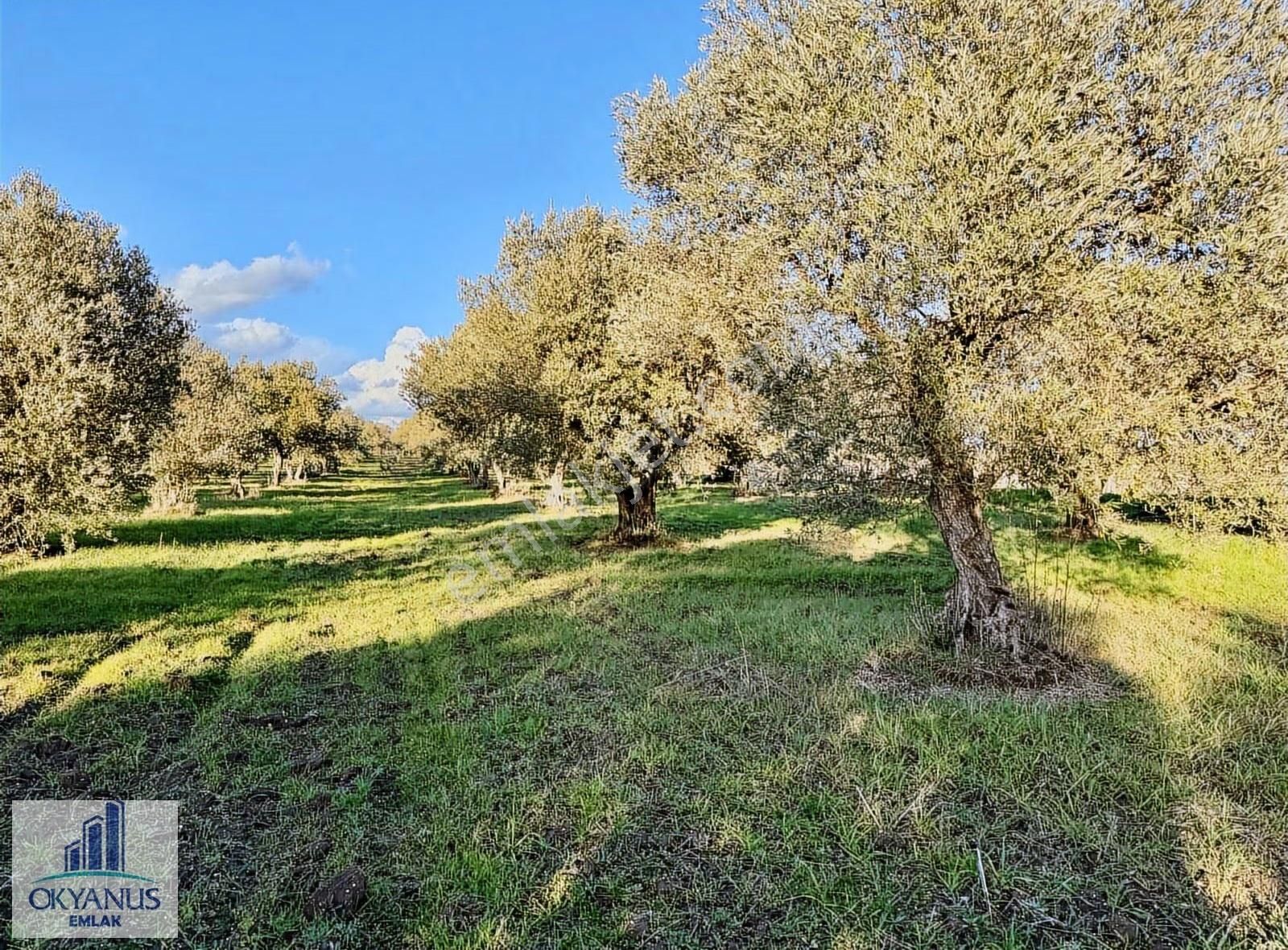 Saruhanlı Da 20.000 M2 Zeytinlik, R. Yola Sıfır , 270 Adet Ağaç - Görsel 16