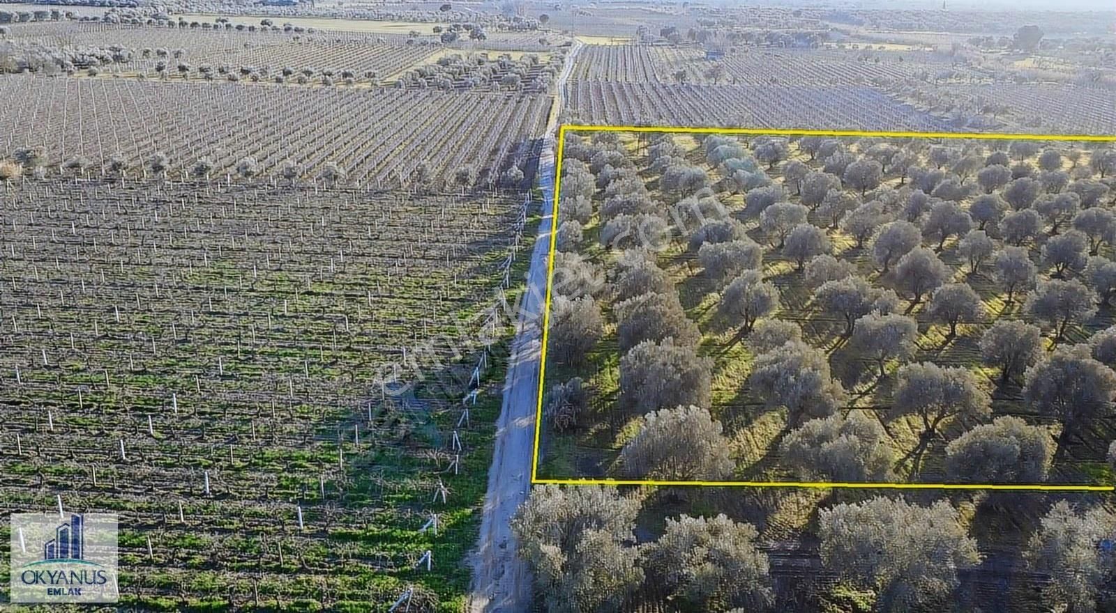 Saruhanlı Da 20.000 M2 Zeytinlik, R. Yola Sıfır , 270 Adet Ağaç - Görsel 20
