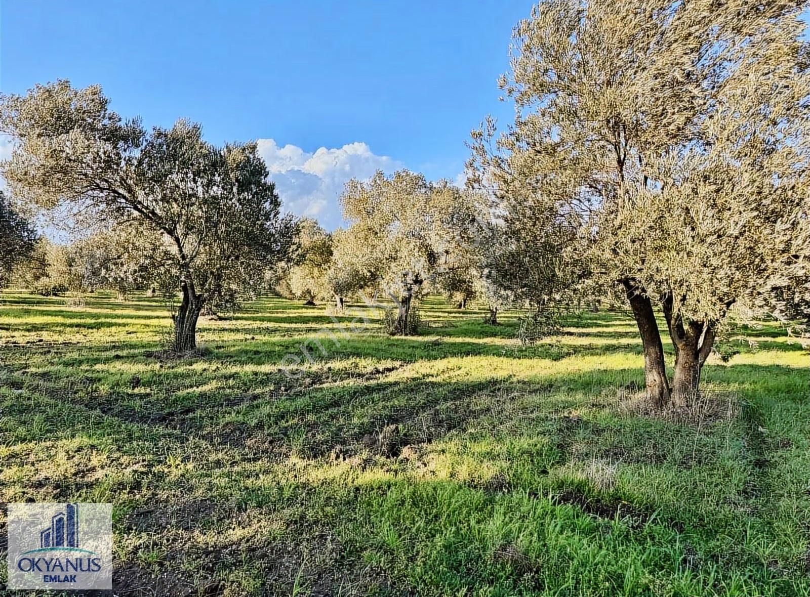 Saruhanlı Da 20.000 M2 Zeytinlik, R. Yola Sıfır , 270 Adet Ağaç - Görsel 8