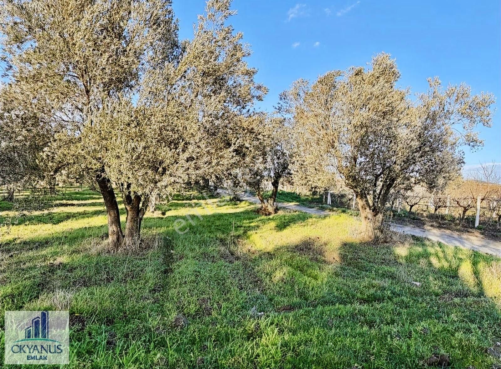 Saruhanlı Da 20.000 M2 Zeytinlik, R. Yola Sıfır , 270 Adet Ağaç - Görsel 2