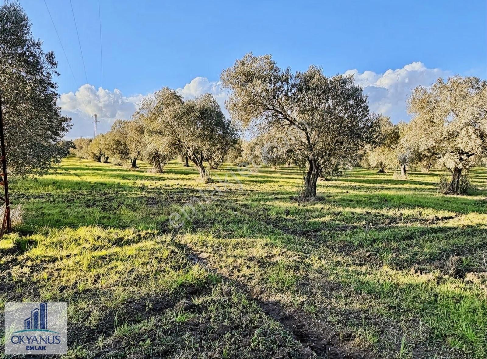 Saruhanlı Da 20.000 M2 Zeytinlik, R. Yola Sıfır , 270 Adet Ağaç - Görsel 19