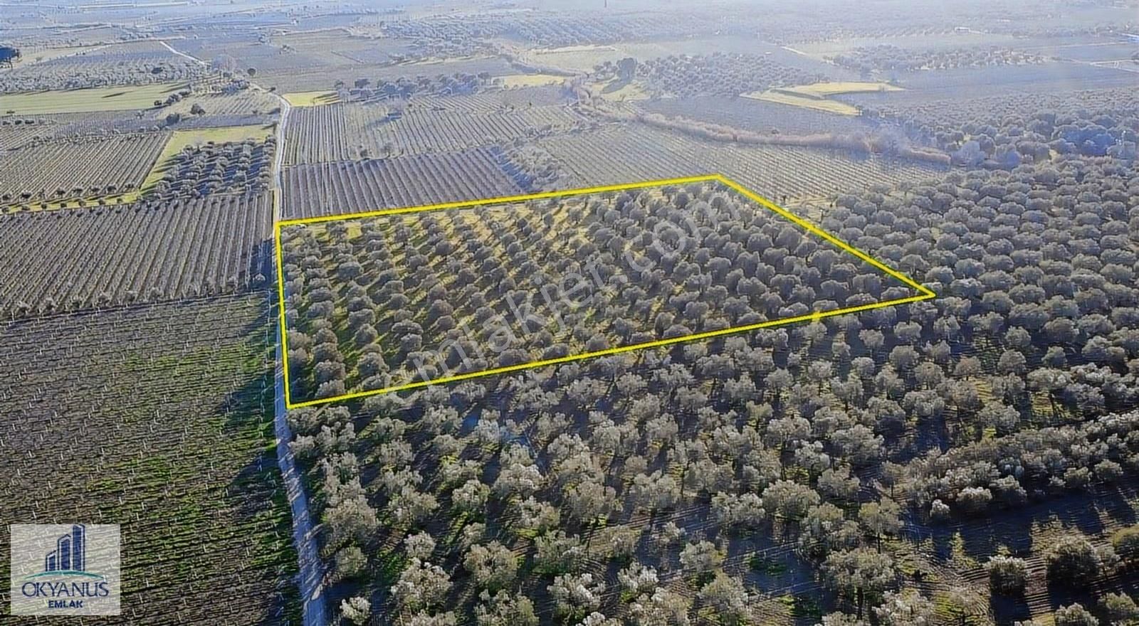 Saruhanlı Da 20.000 M2 Zeytinlik, R. Yola Sıfır , 270 Adet Ağaç - Görsel 5