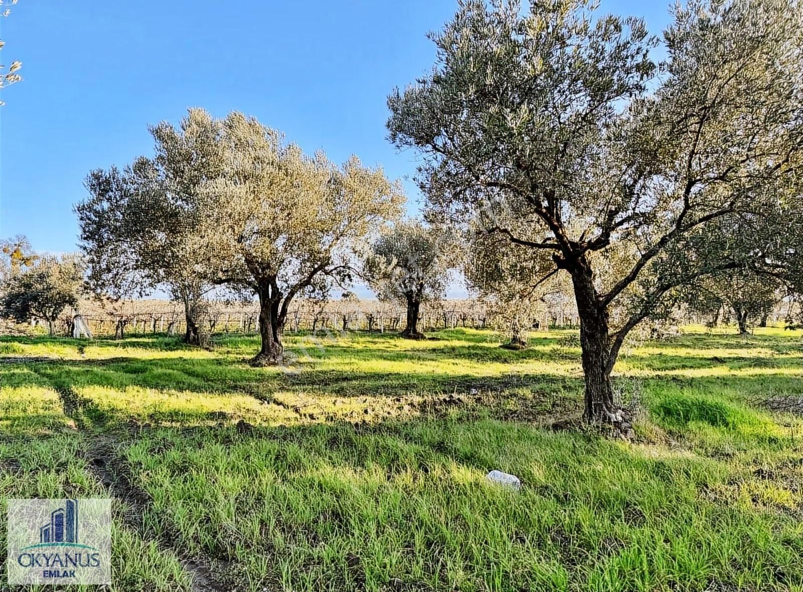 Saruhanlı Da 20.000 M2 Zeytinlik, R. Yola Sıfır , 270 Adet Ağaç - Görsel 18