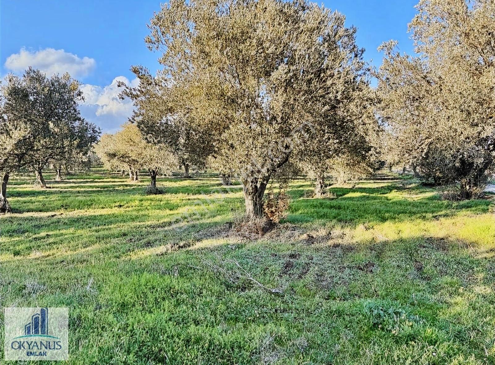 Saruhanlı Da 20.000 M2 Zeytinlik, R. Yola Sıfır , 270 Adet Ağaç - Görsel 10