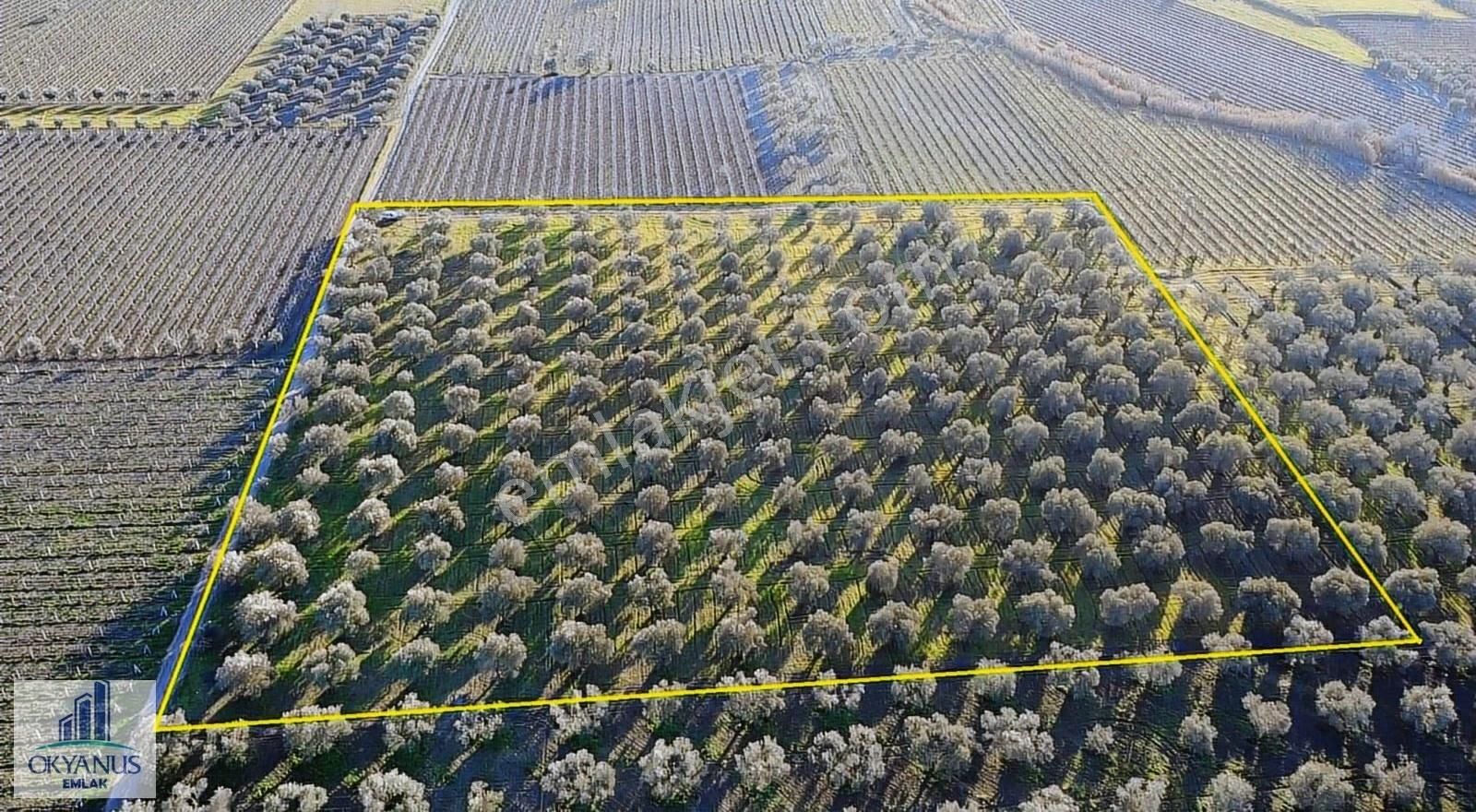 Saruhanlı Da 20.000 M2 Zeytinlik, R. Yola Sıfır , 270 Adet Ağaç - Görsel 7