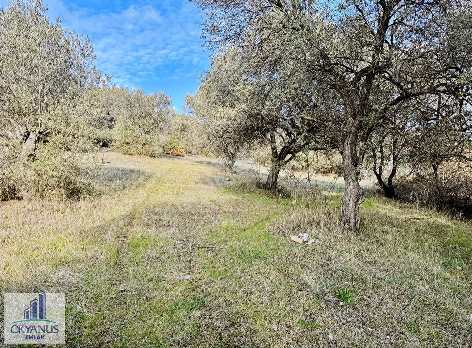 Kaleköy De 7.325 M2 Zeytinli Tarla, Asfaltın 1 Parsel Gerisinde - Görsel 8