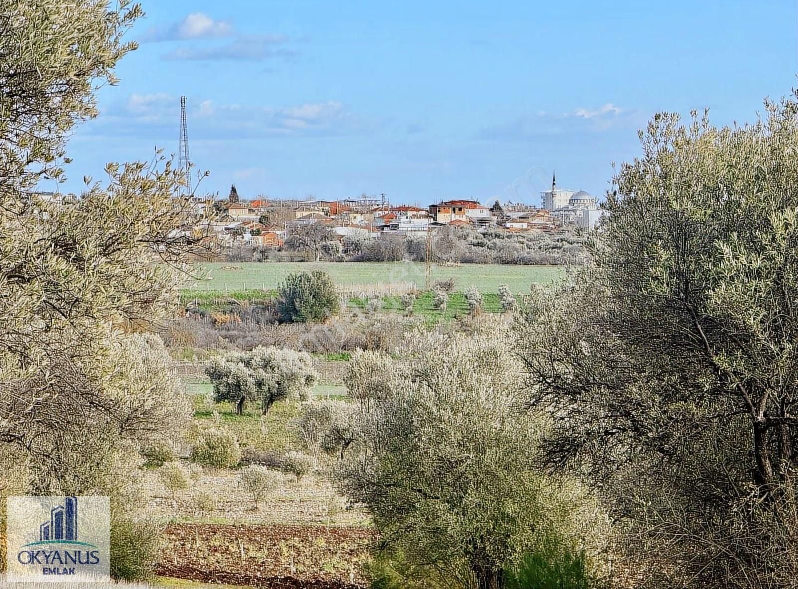 Kaleköy De 7.325 M2 Zeytinli Tarla, Asfaltın 1 Parsel Gerisinde - Görsel 15