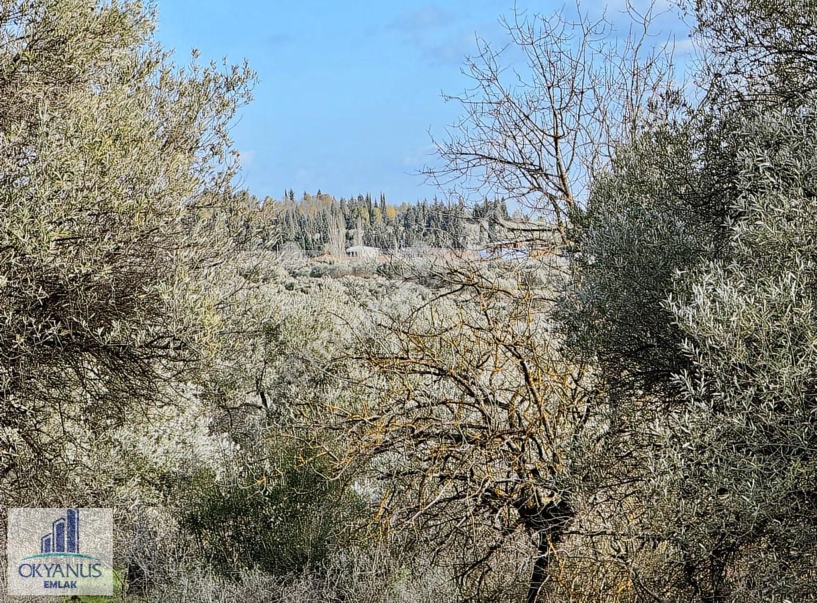 Kaleköy De 7.325 M2 Zeytinli Tarla, Asfaltın 1 Parsel Gerisinde - Görsel 18