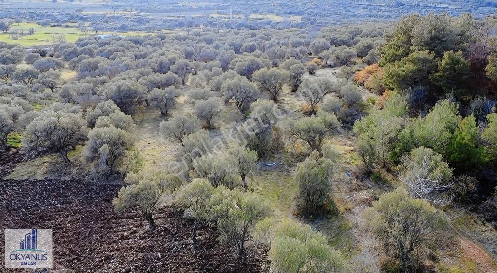 Kaleköy De 7.325 M2 Zeytinli Tarla, Asfaltın 1 Parsel Gerisinde - Görsel 14
