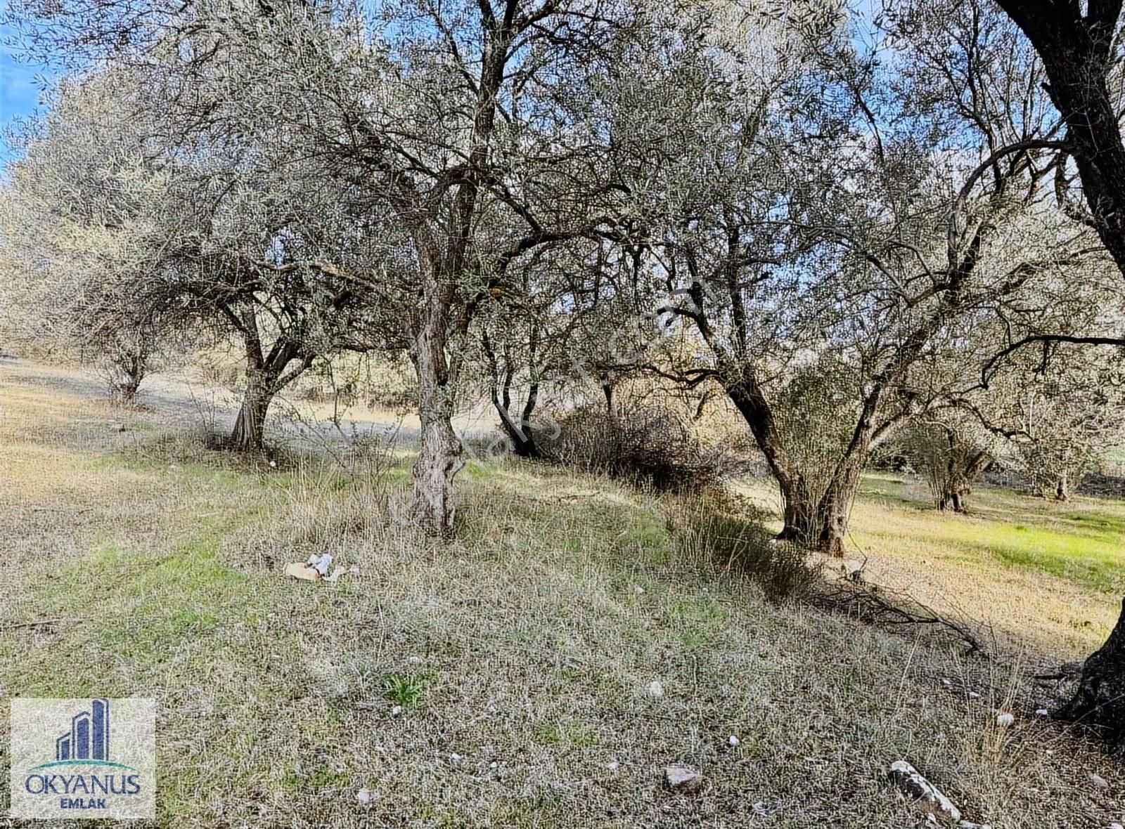 Kaleköy De 7.325 M2 Zeytinli Tarla, Asfaltın 1 Parsel Gerisinde - Görsel 7