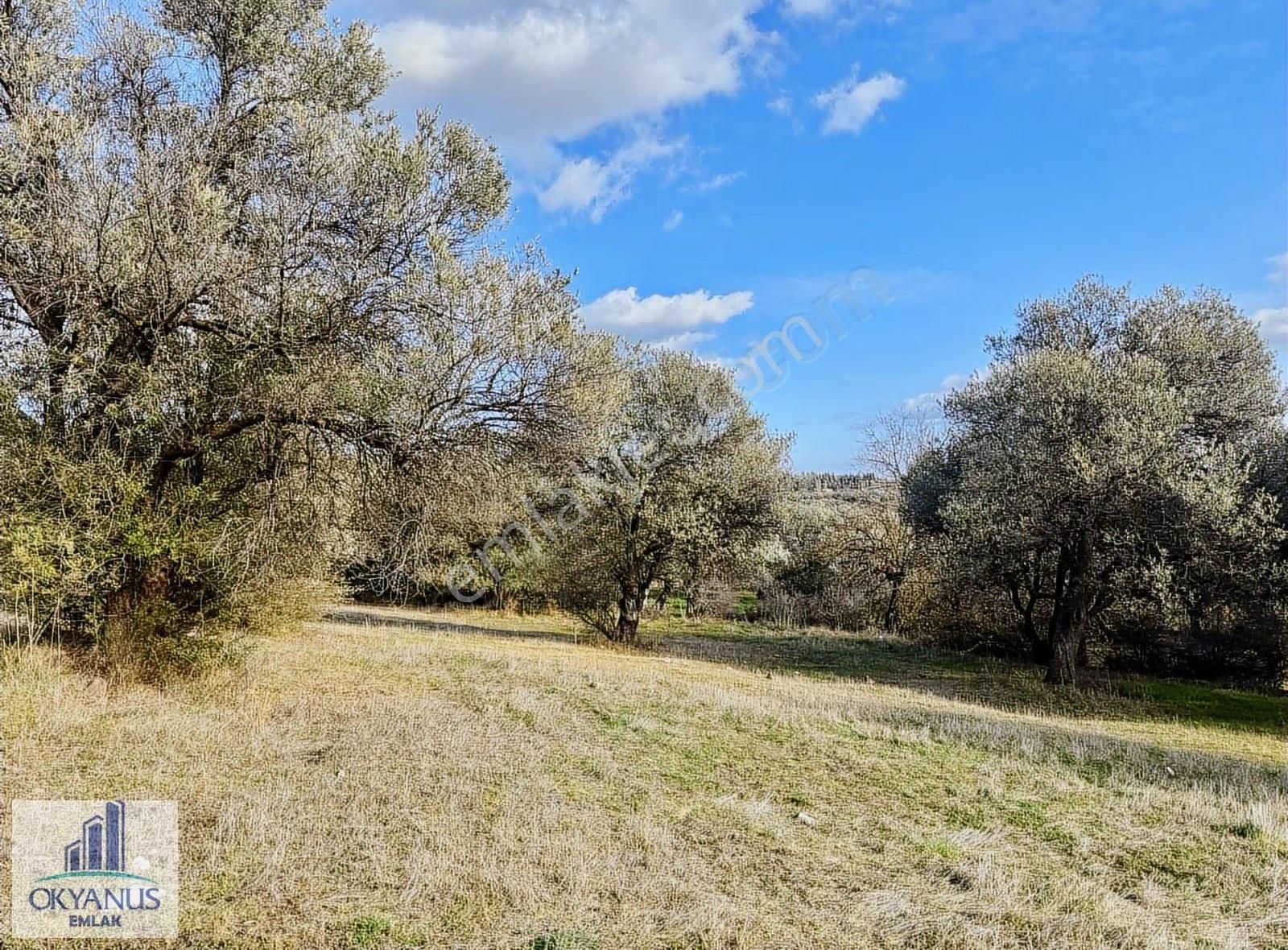 Kaleköy De 7.325 M2 Zeytinli Tarla, Asfaltın 1 Parsel Gerisinde - Görsel 4