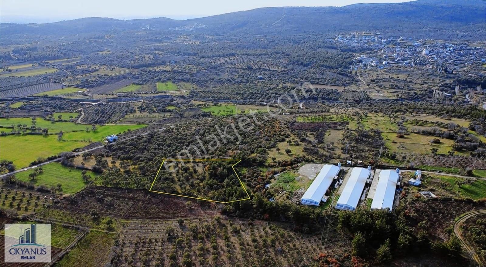 Kaleköy De 7.325 M2 Zeytinli Tarla, Asfaltın 1 Parsel Gerisinde - Görsel 6
