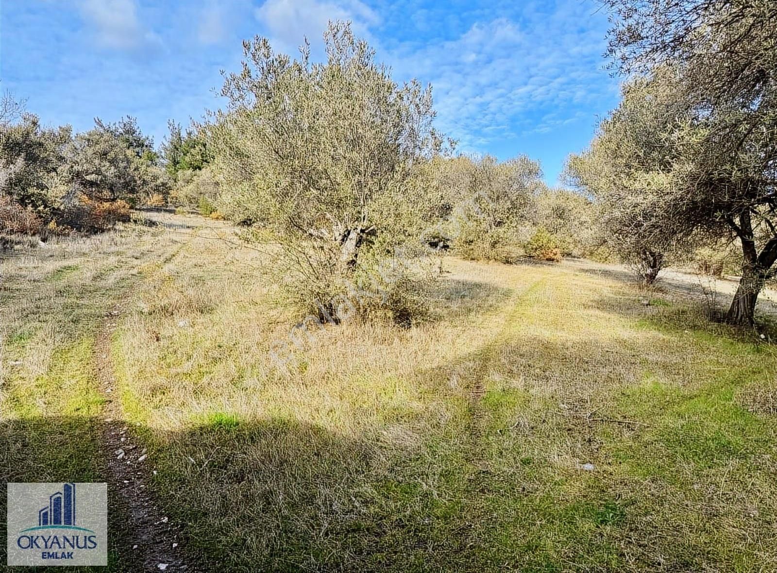 Kaleköy De 7.325 M2 Zeytinli Tarla, Asfaltın 1 Parsel Gerisinde - Görsel 13