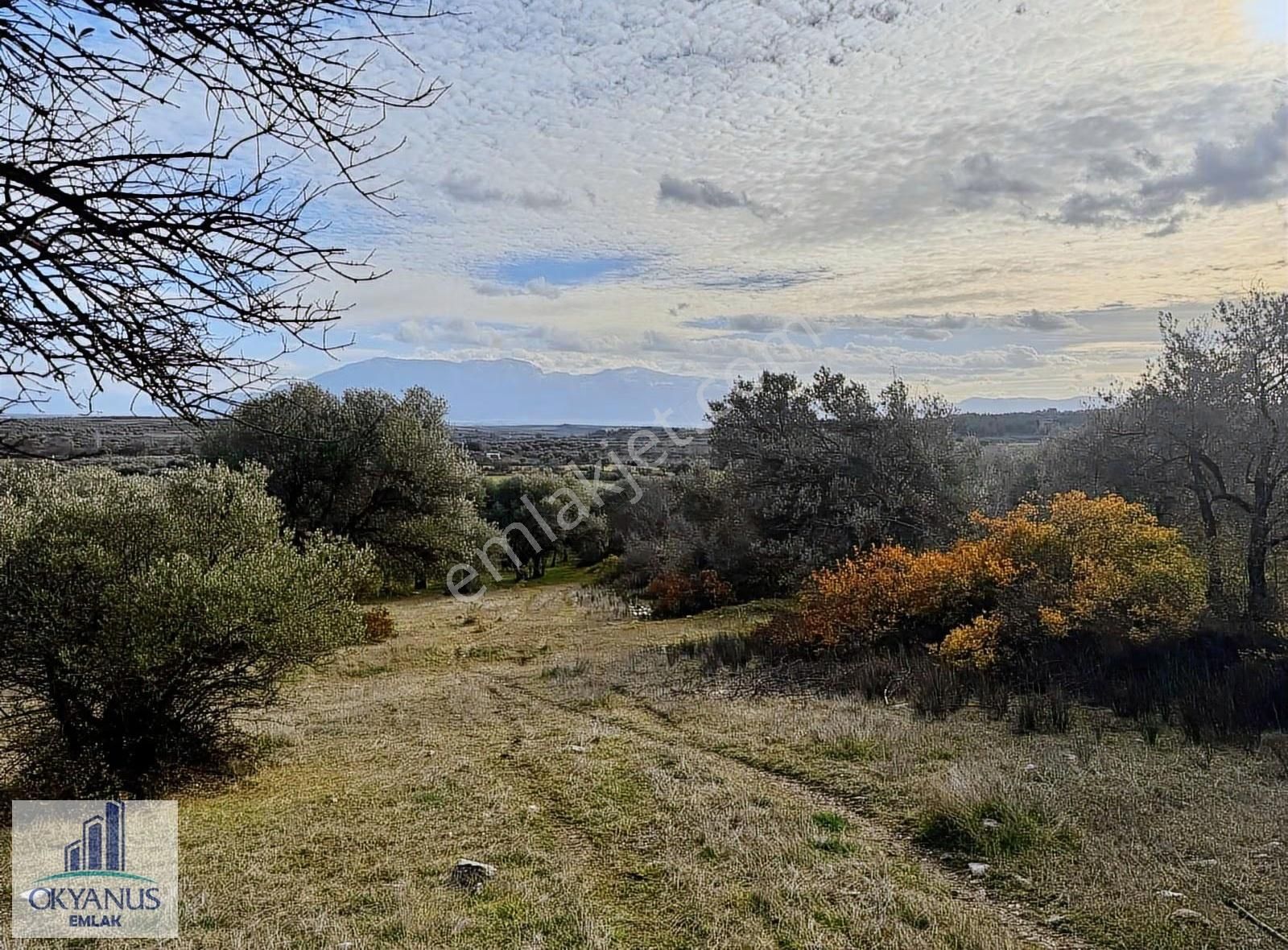 Kaleköy De 7.325 M2 Zeytinli Tarla, Asfaltın 1 Parsel Gerisinde - Görsel 12