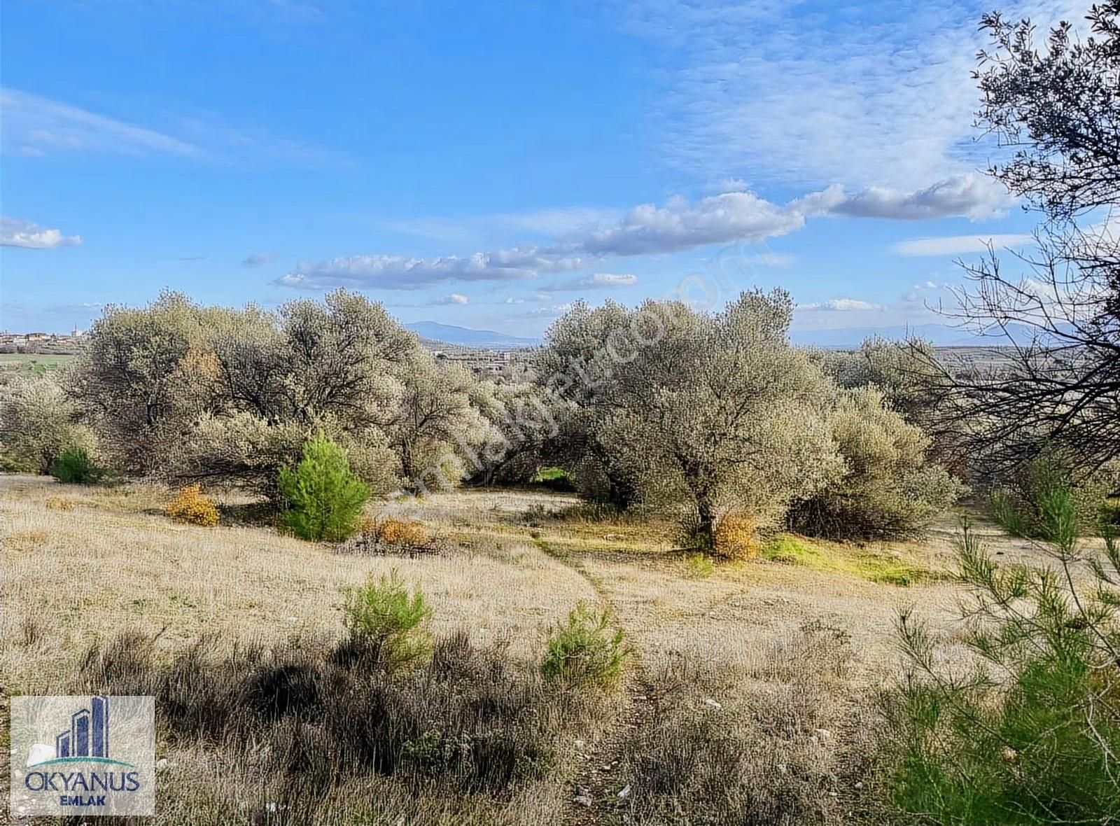 Kaleköy De 7.325 M2 Zeytinli Tarla, Asfaltın 1 Parsel Gerisinde - Görsel 9