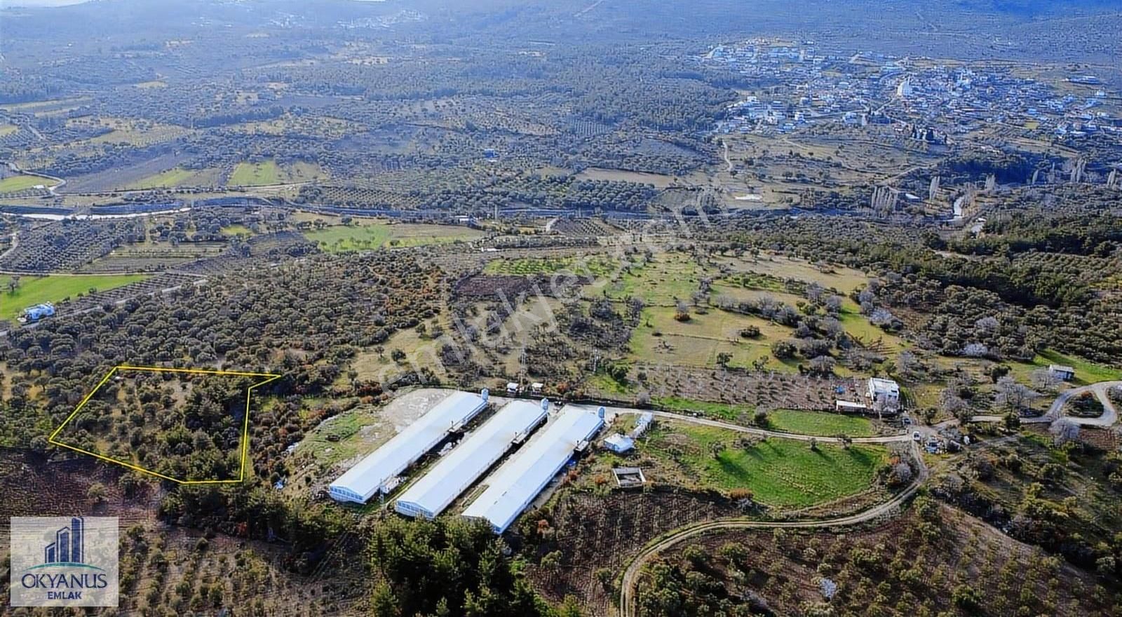 Kaleköy De 7.325 M2 Zeytinli Tarla, Asfaltın 1 Parsel Gerisinde - Görsel 11