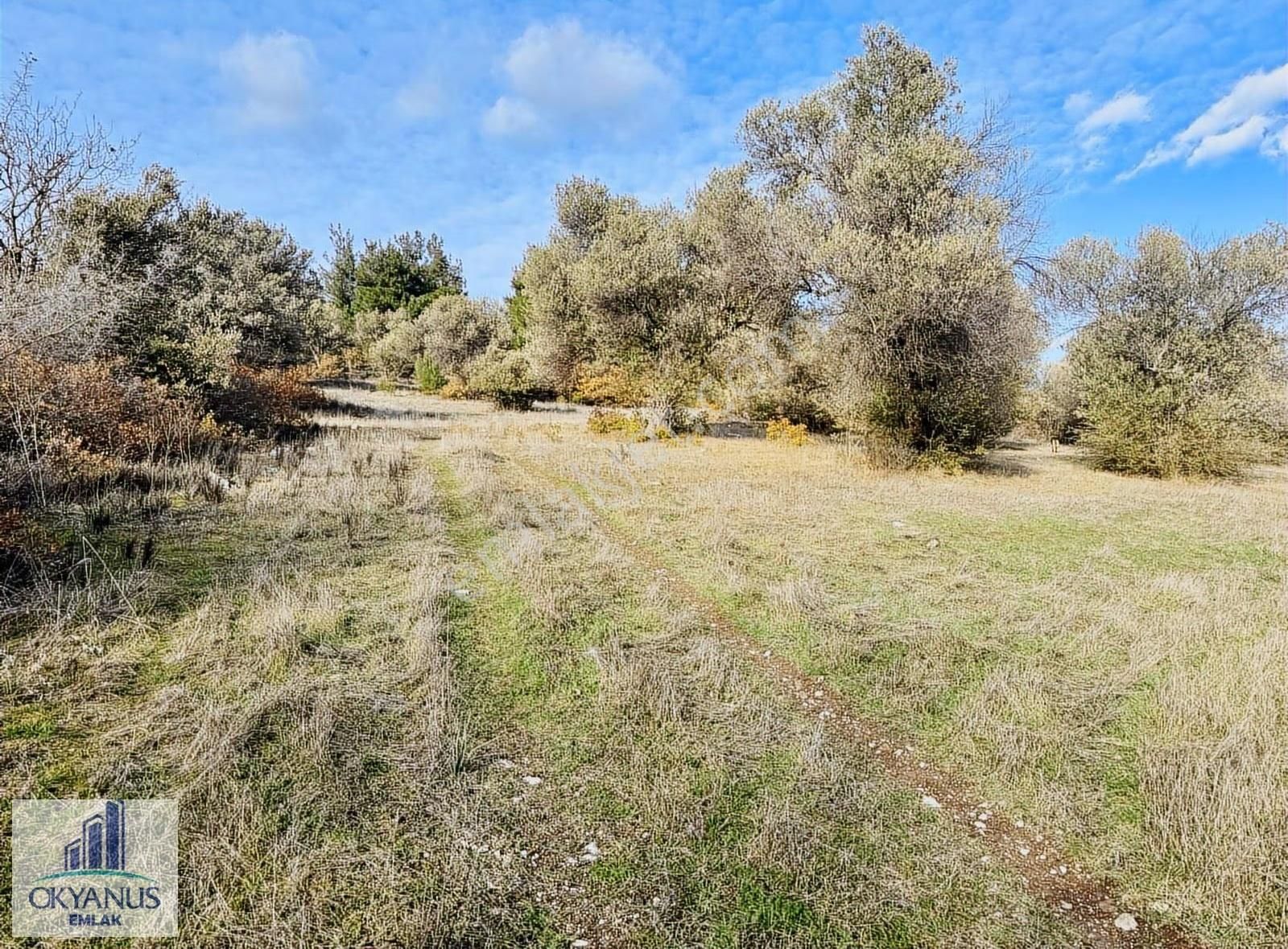 Kaleköy De 7.325 M2 Zeytinli Tarla, Asfaltın 1 Parsel Gerisinde - Görsel 2
