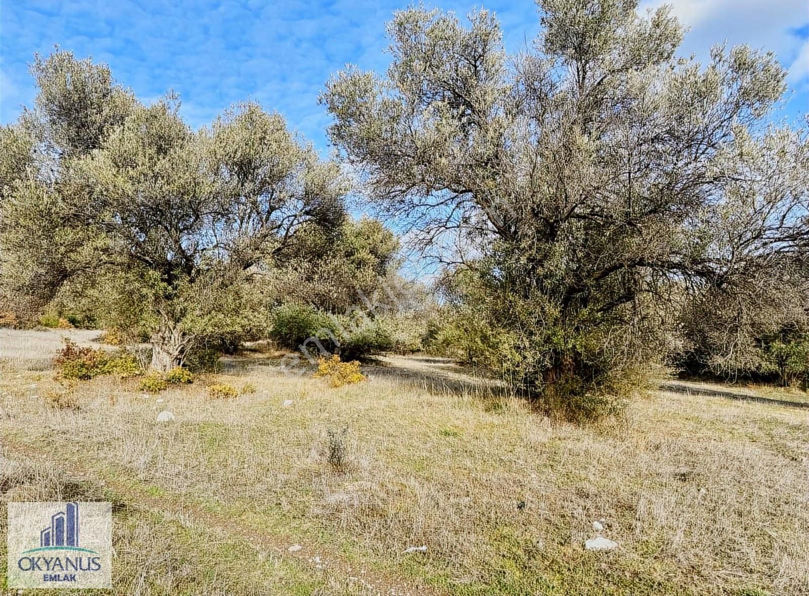 Kaleköy De 7.325 M2 Zeytinli Tarla, Asfaltın 1 Parsel Gerisinde - Görsel 5