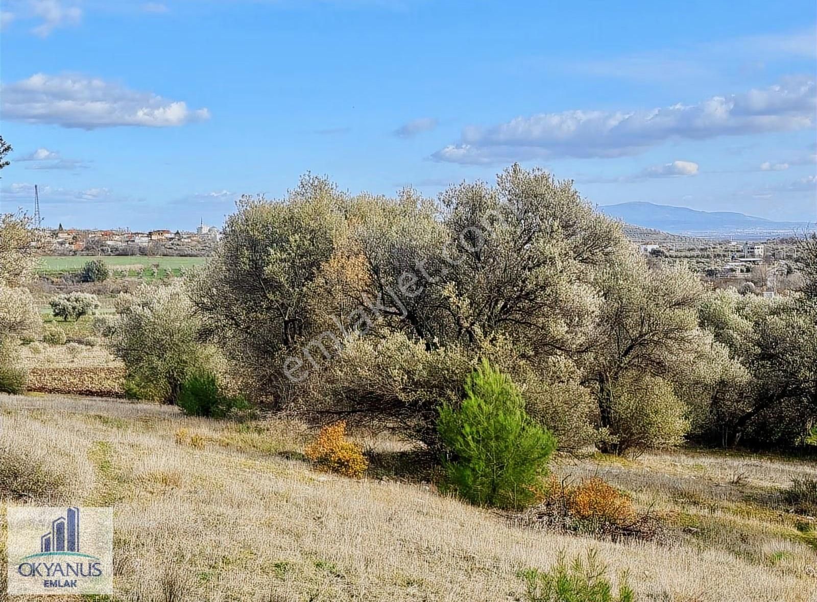 Kaleköy De 7.325 M2 Zeytinli Tarla, Asfaltın 1 Parsel Gerisinde - Görsel 3