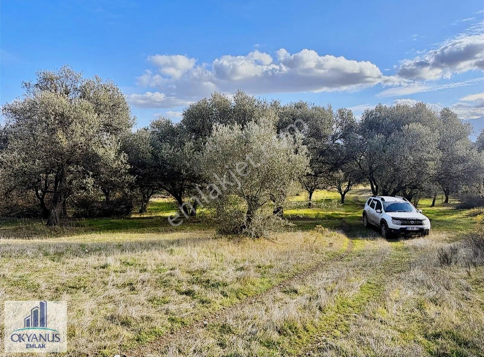 Kaleköy De 7.325 M2 Zeytinli Tarla, Asfaltın 1 Parsel Gerisinde - Görsel 10