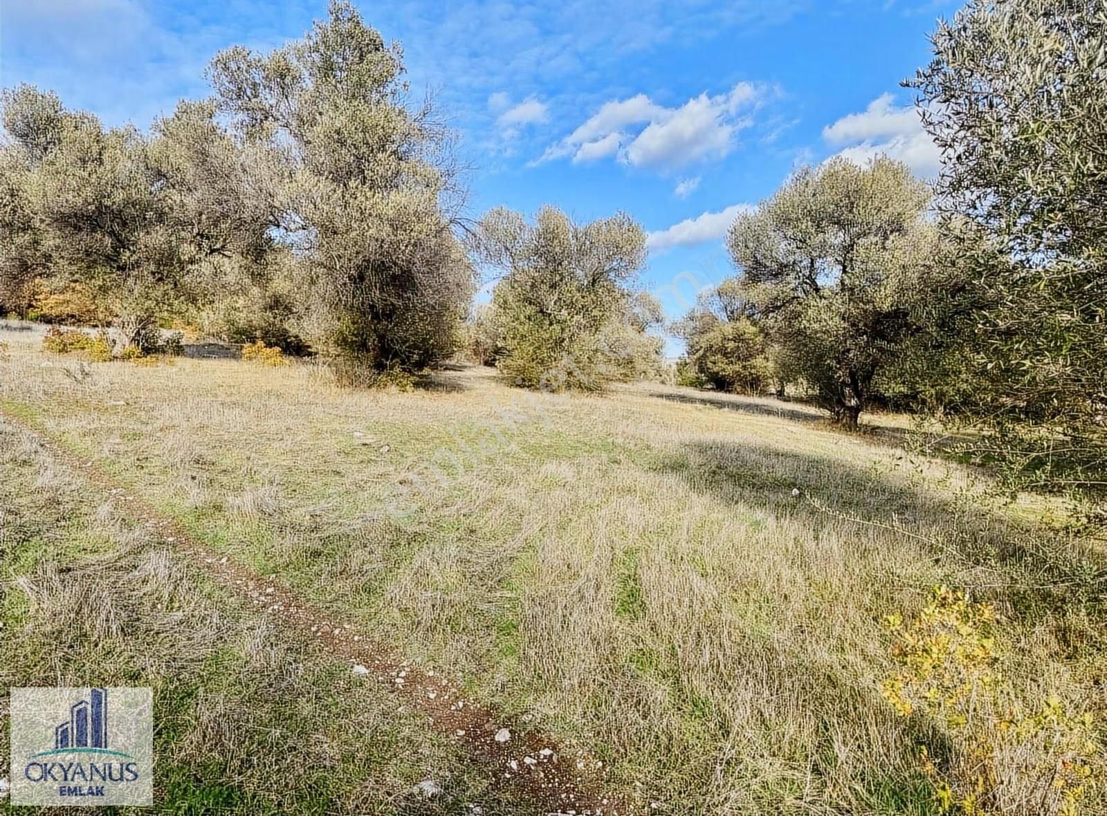 Kaleköy De 7.325 M2 Zeytinli Tarla, Asfaltın 1 Parsel Gerisinde