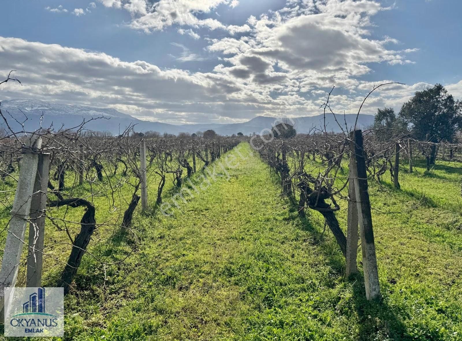 Üçpınarda 5.190 M2 Bağ , Resmi Yola 75 Mt Cepheli - Görsel 14