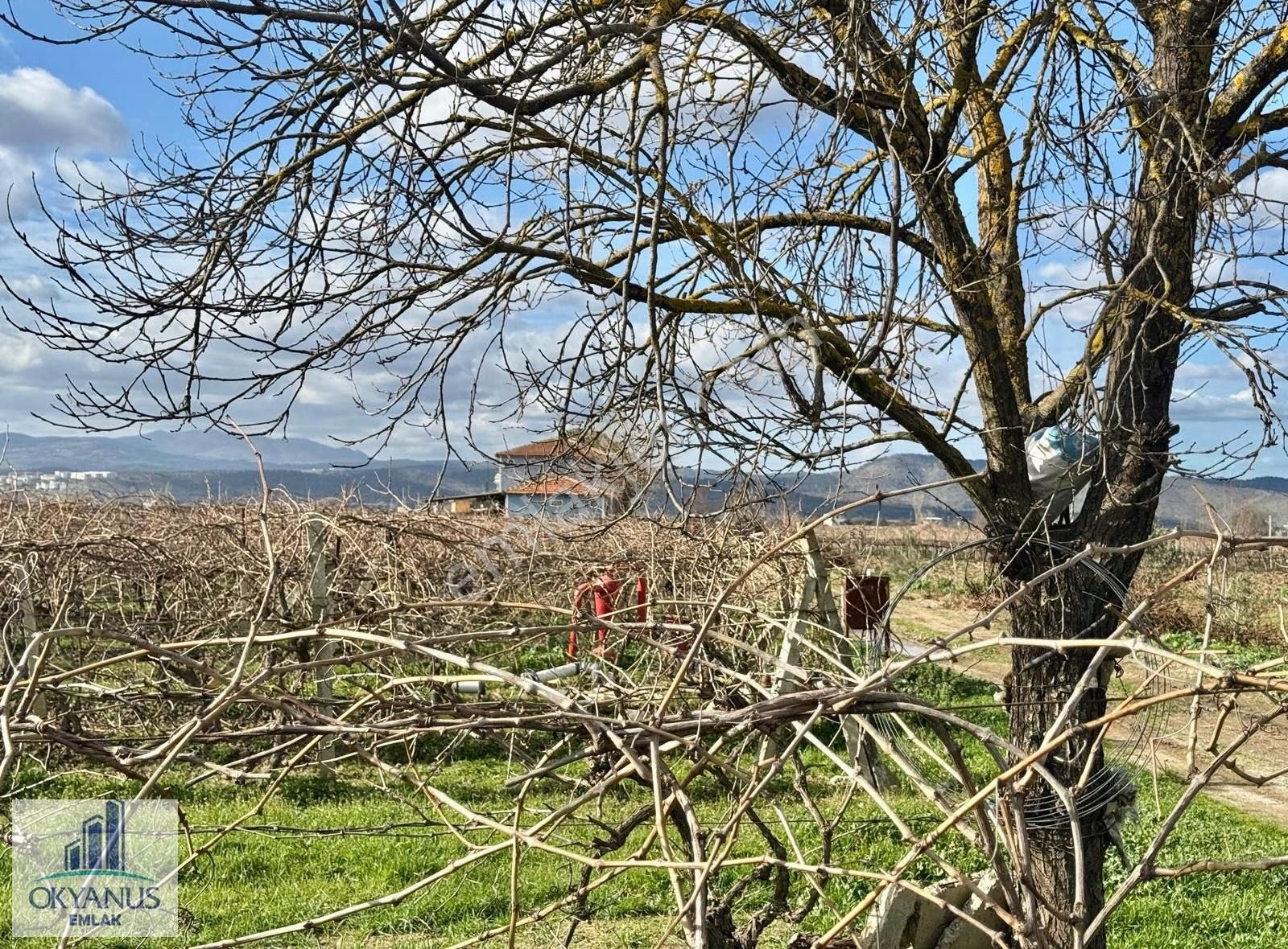 Üçpınarda 5.190 M2 Bağ , Resmi Yola 75 Mt Cepheli - Görsel 6