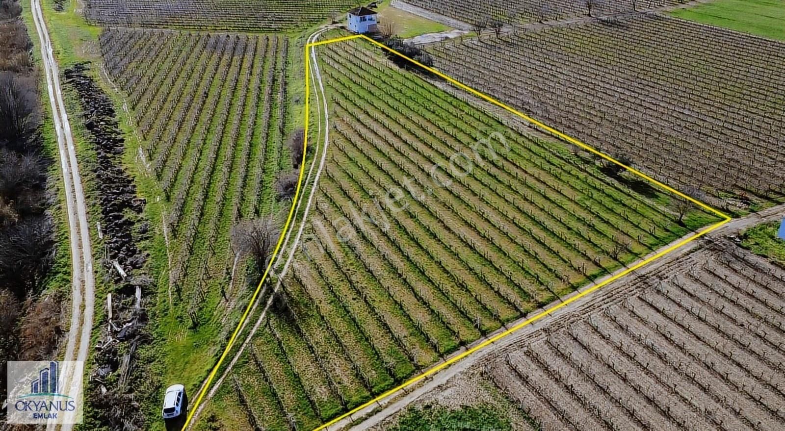 Üçpınarda 5.190 M2 Bağ , Resmi Yola 75 Mt Cepheli - Görsel 20