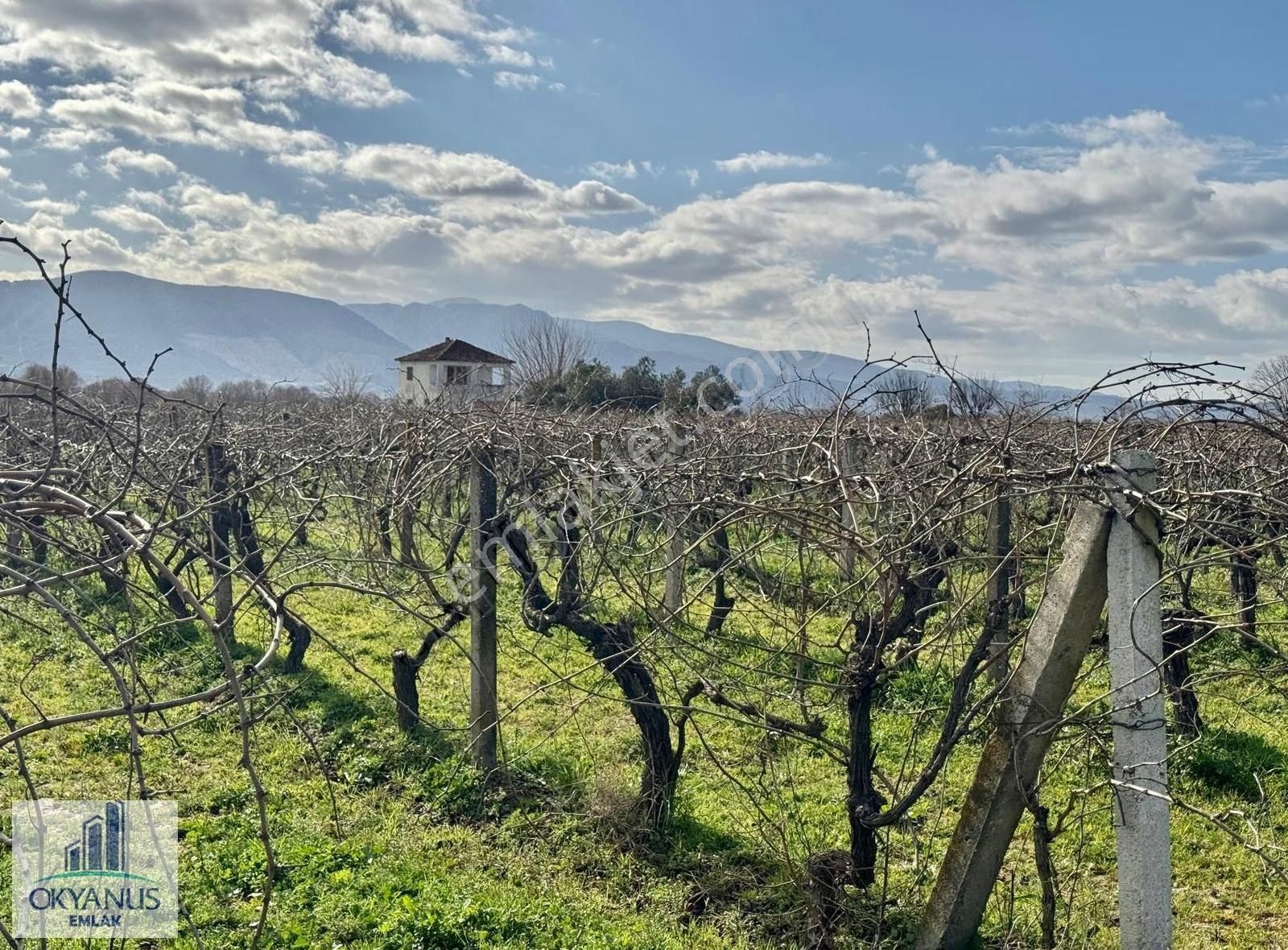 Üçpınarda 5.190 M2 Bağ , Resmi Yola 75 Mt Cepheli - Görsel 22
