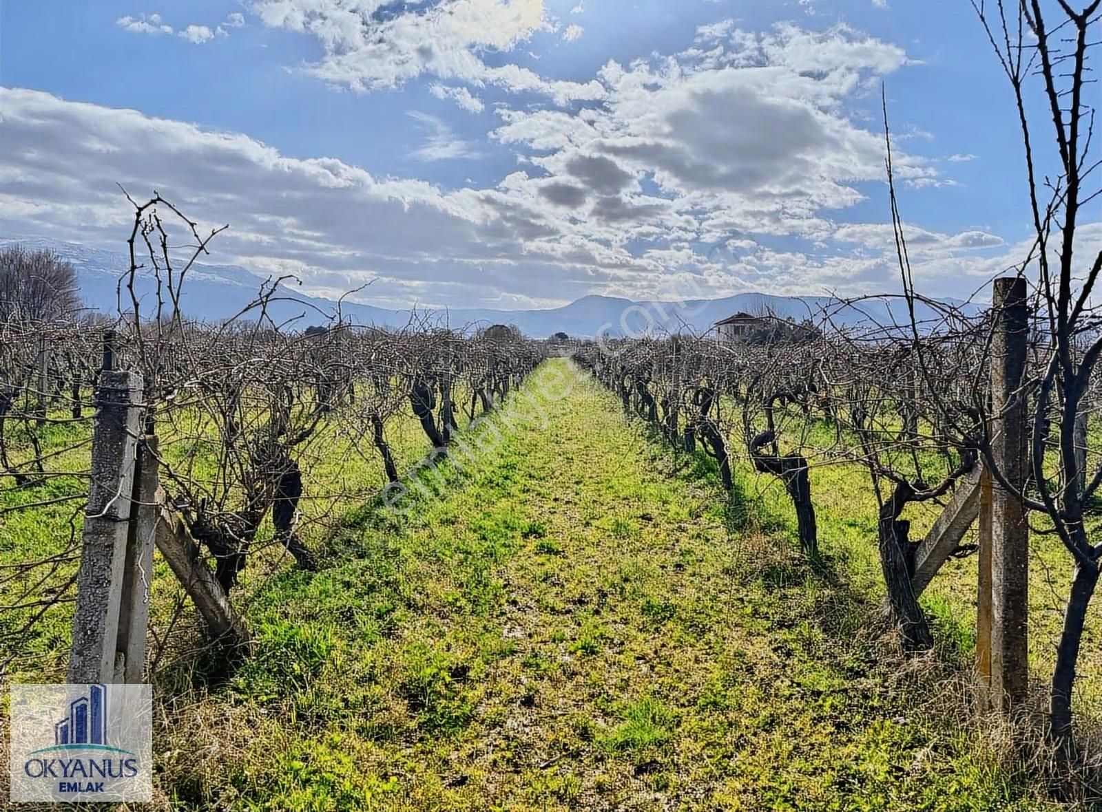Üçpınarda 5.190 M2 Bağ , Resmi Yola 75 Mt Cepheli - Görsel 18