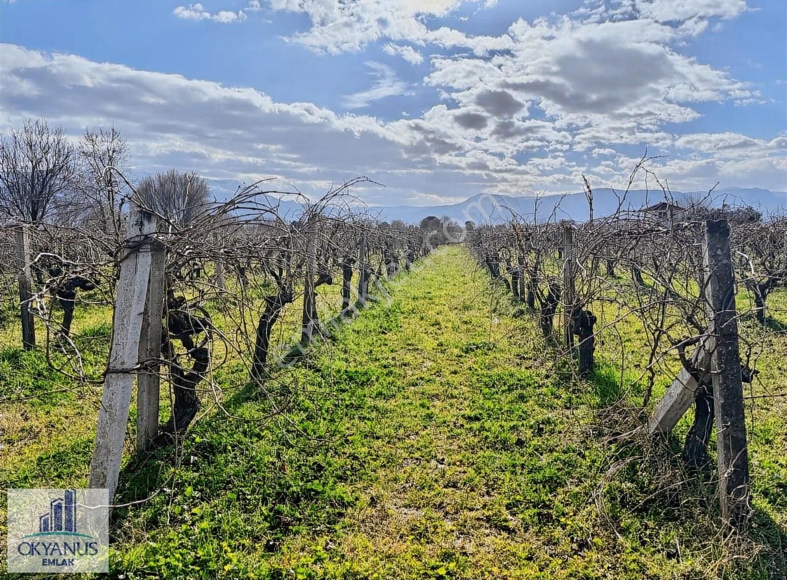 Üçpınarda 5.190 M2 Bağ , Resmi Yola 75 Mt Cepheli - Görsel 11