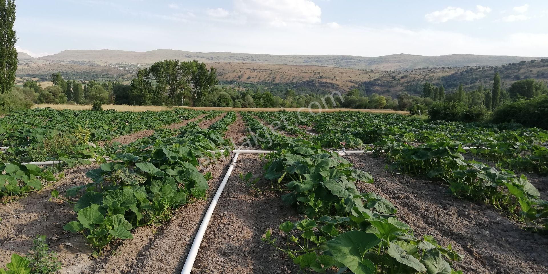 Güdül-beypazaı Yolu Kenarı Sulu Tarla