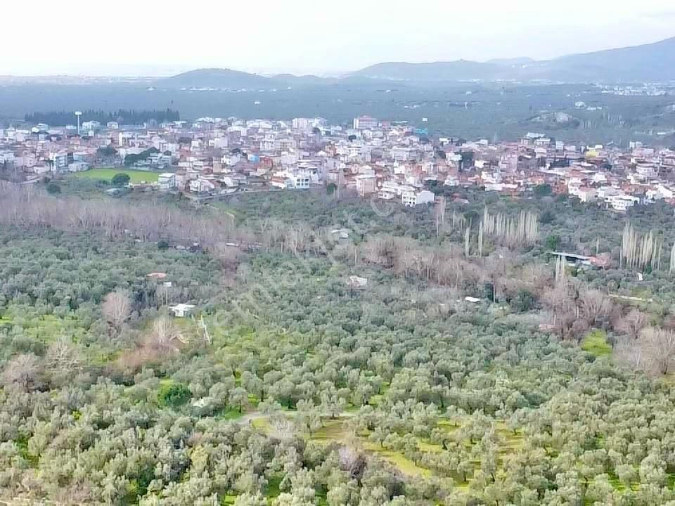 Edremit Ortaobada 1467m² 30 Adet Zeytin Ağaçlı Satılık Zeytinlik - Görsel 17