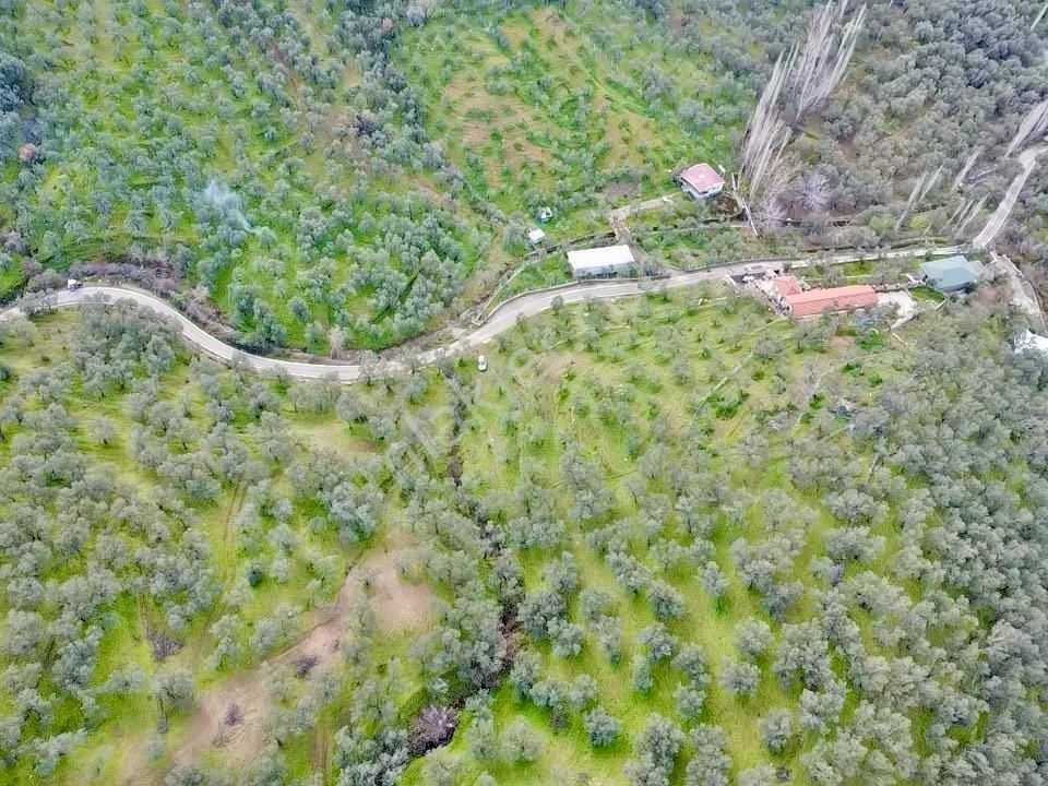 Edremit Ortaobada 1467m² 30 Adet Zeytin Ağaçlı Satılık Zeytinlik - Görsel 34