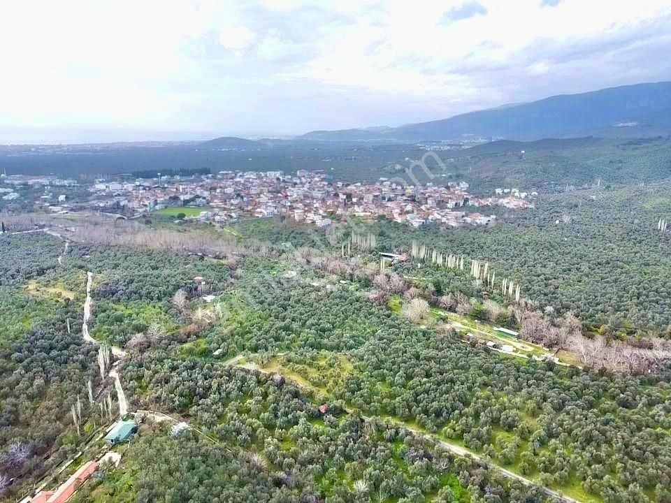Edremit Ortaobada 1467m² 30 Adet Zeytin Ağaçlı Satılık Zeytinlik - Görsel 19