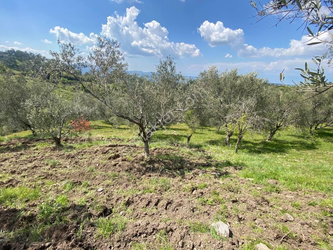 Aktif'ten Sübeylidere'de Harika Konumda 10.200m2 Satılık Zeytinlik 🟨 - Görsel 22