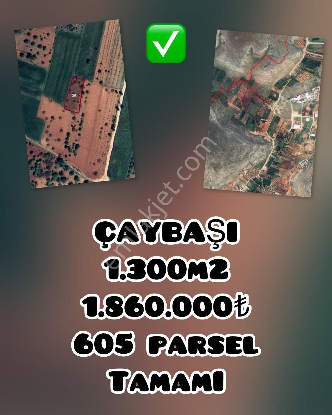 Oğuzeli Çaybaşı’nda 1300 M² Bakımlı Zeytinlik – Tek Tapulu, 1.860.000₺!