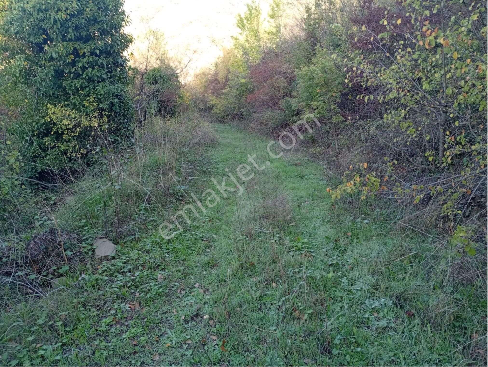 🌿 Sakarya / Geyve – Melekşesolak Mahallesi’nde Kaçırılmayacak Fırsat! - Görsel 6