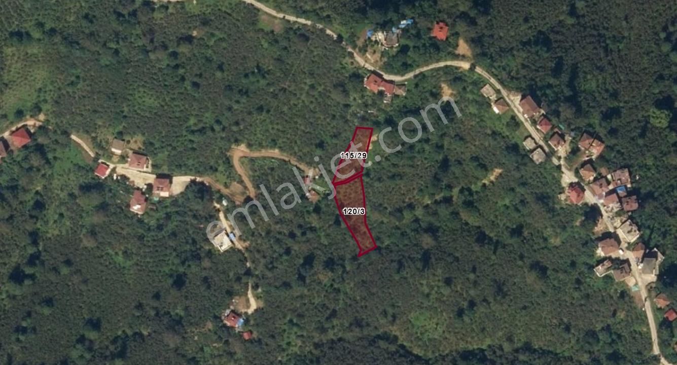 Ordu Perşembe Yeşilköy Merkezinde Satılık Fındık Bahçesi