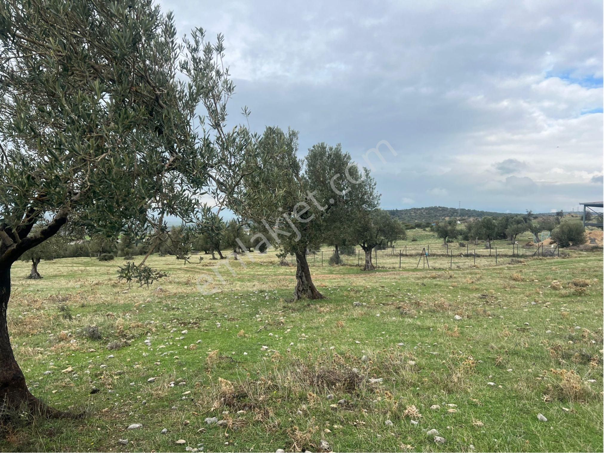 Zeytindağda Satılık Arsa Villalık Yer - Görsel 6