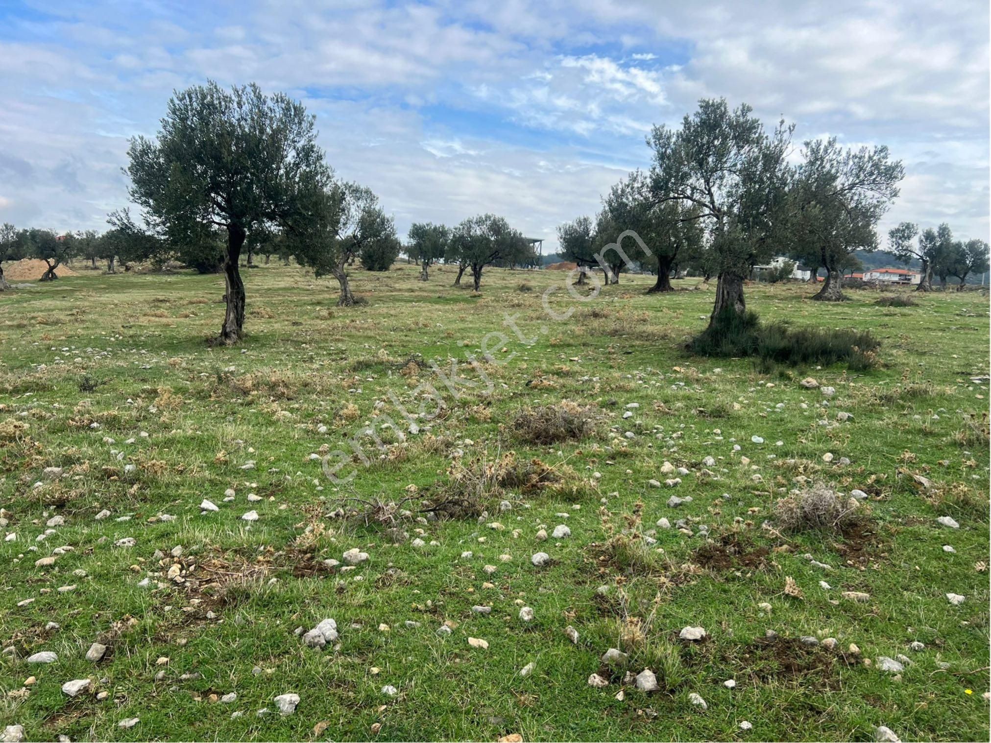 Zeytindağda Satılık Arsa Villalık Yer - Görsel 7