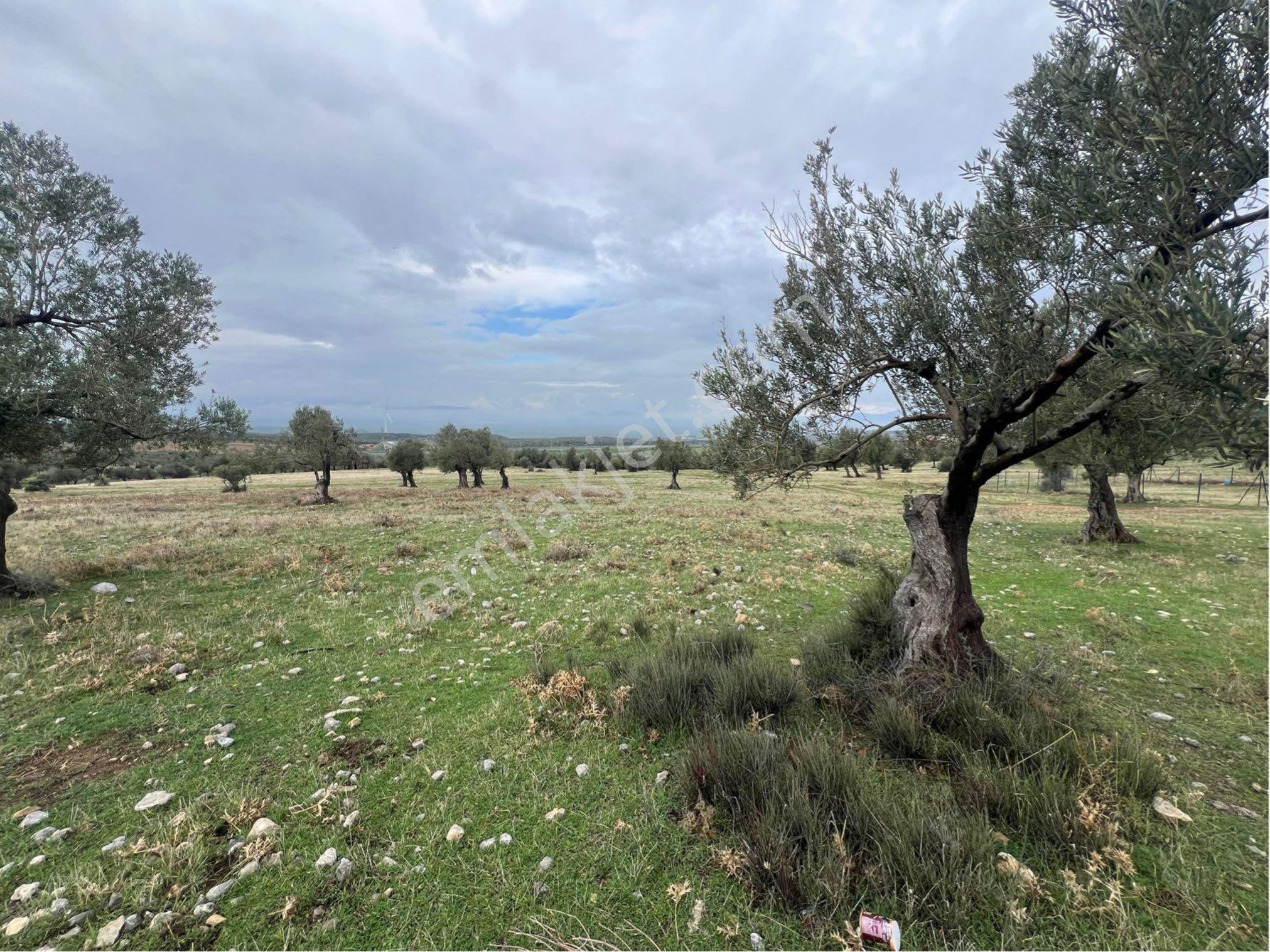 Zeytindağda Satılık Arsa Villalık Yer - Görsel 4