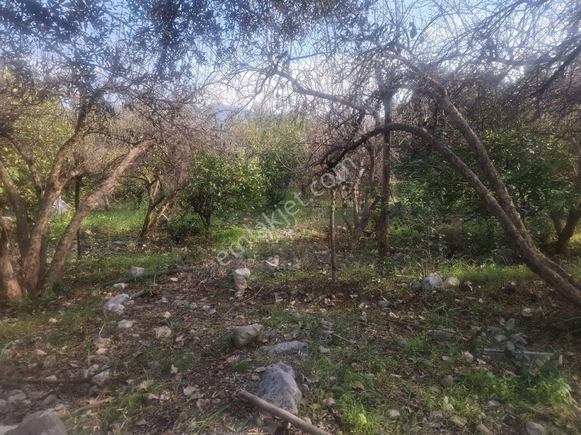 Kumluca Yazır Sarıkavak Mevkii Tek Tapu 1414 Metrekare - Görsel 3