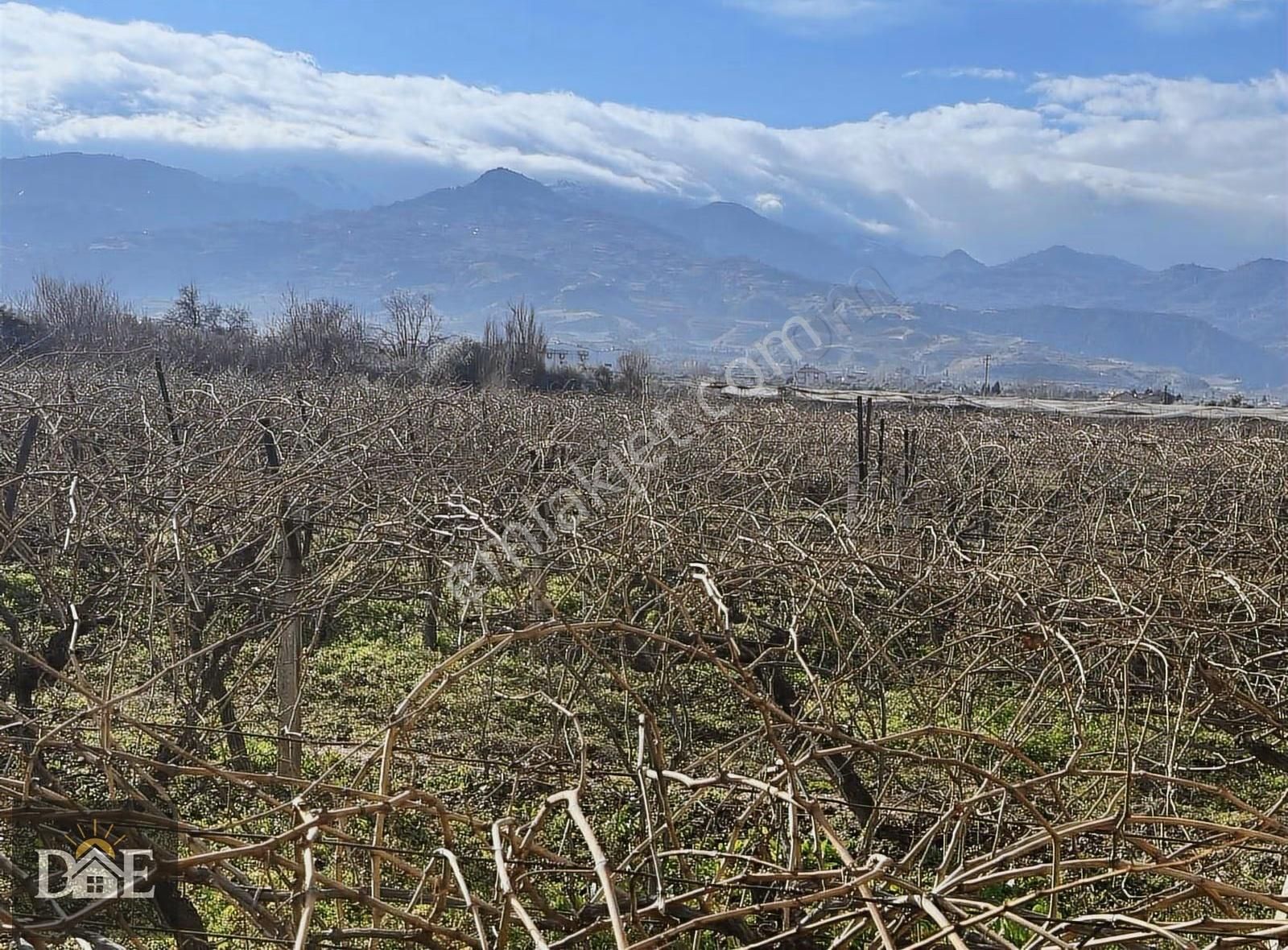 Doğuş Emlak'ta Şehire Yakın Bağ - Görsel 3