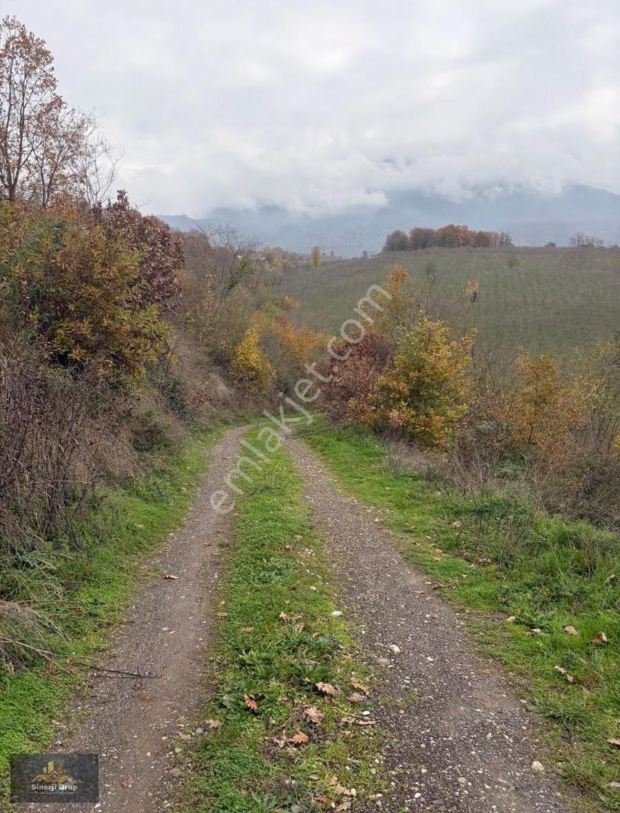 Siner Gayrimenkul Satılık 5.8 Dönüm Fındıklık - Görsel 4