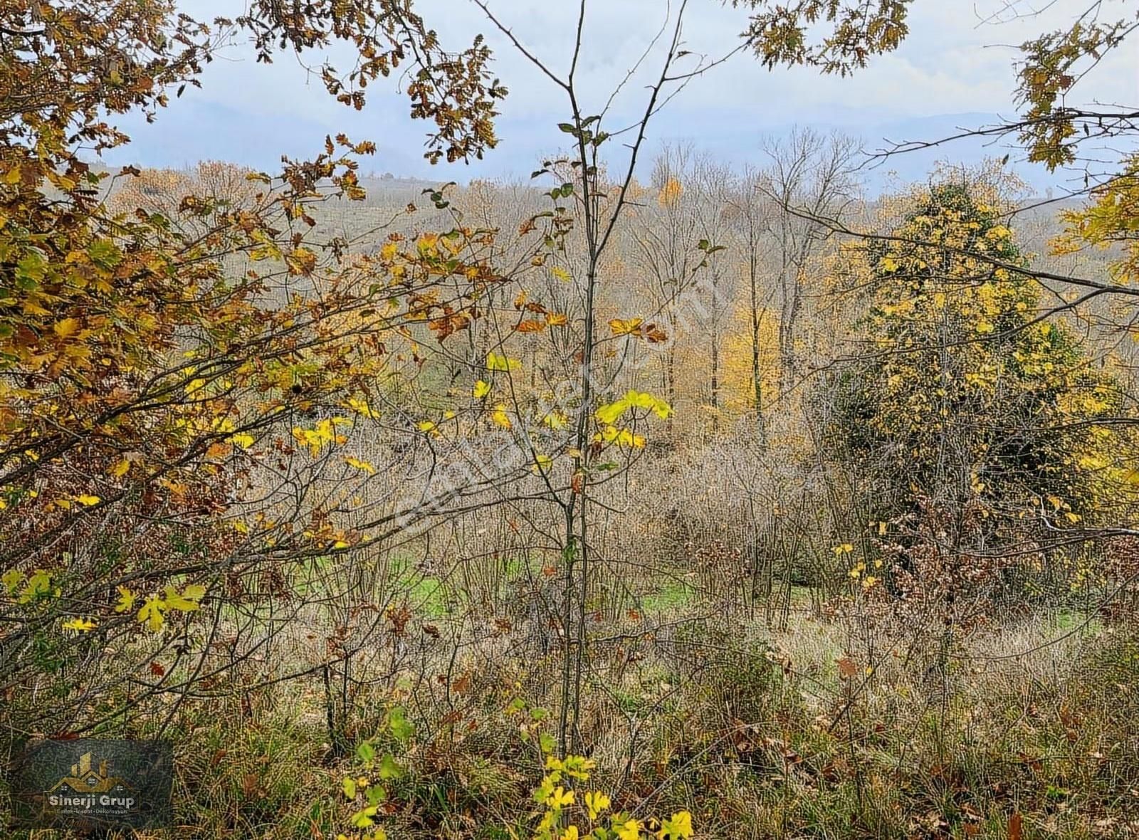 Siner Gayrimenkul Satılık 5.8 Dönüm Fındıklık - Görsel 6