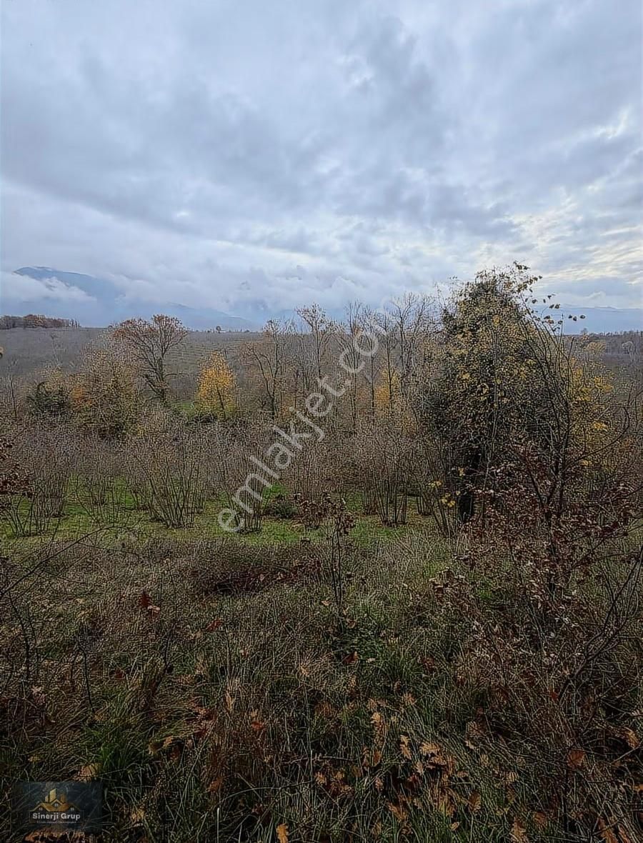 Siner Gayrimenkul Satılık 5.8 Dönüm Fındıklık - Görsel 2