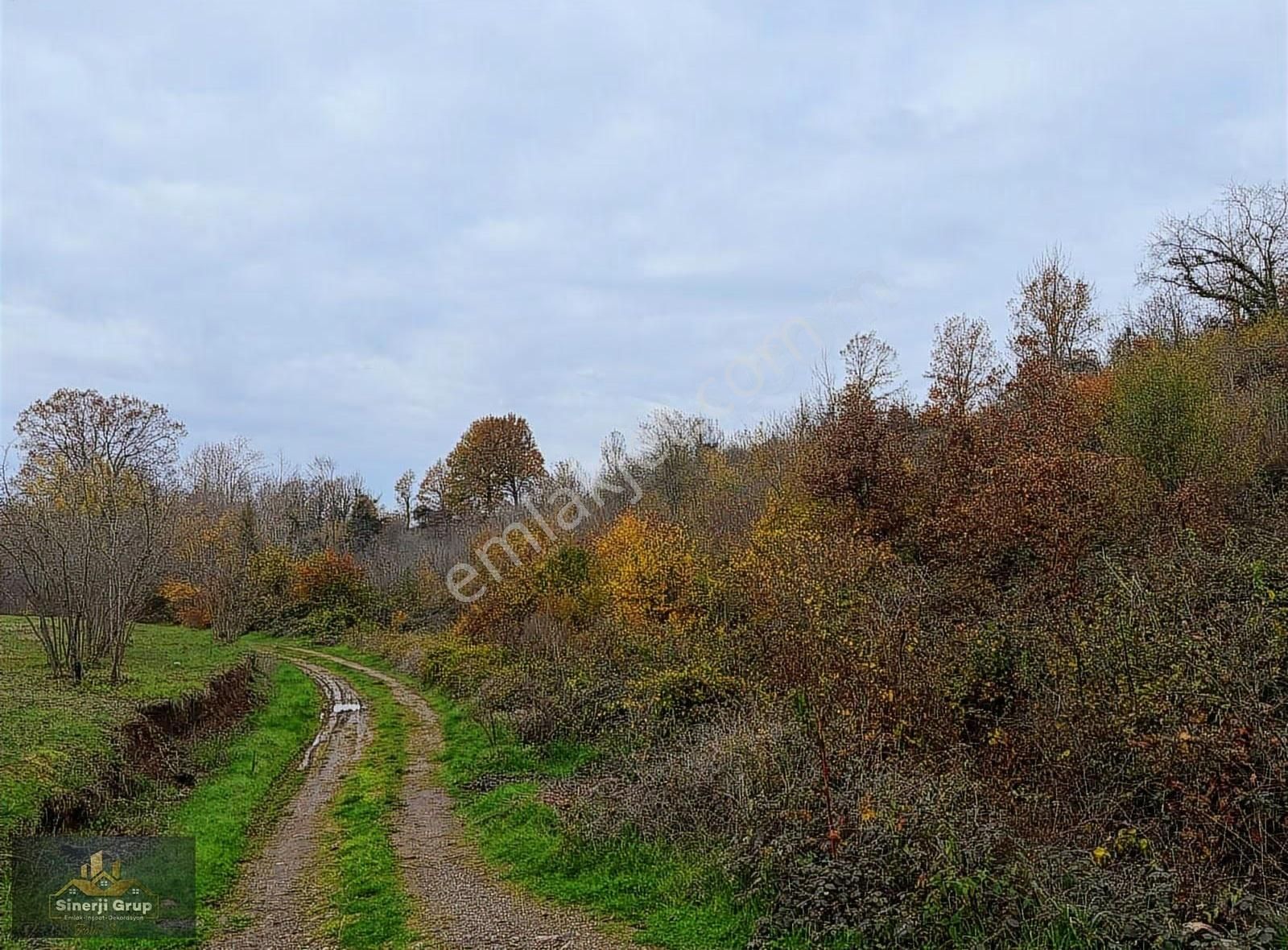 Siner Gayrimenkul Satılık 5.8 Dönüm Fındıklık - Görsel 3