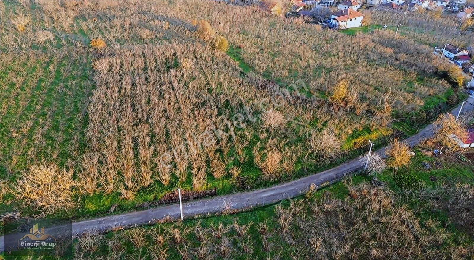 Kazimiye Mahallesin'nde 2.130 M2 Satılık Fındıklık - Görsel 2